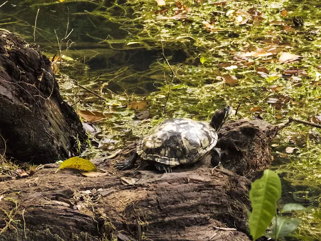 Turtle at MacRitchie Reservoir in Singapore