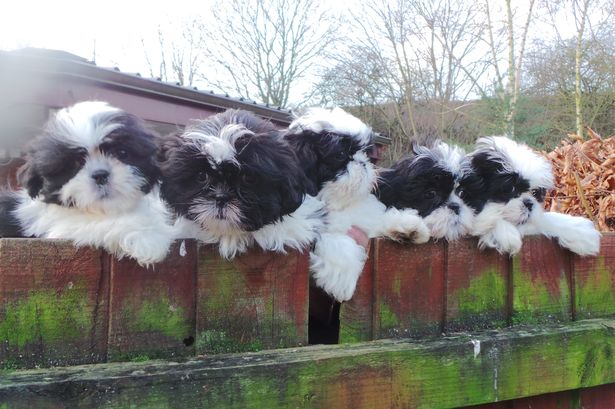 Fotos de filhotes de shih tzu na cerca