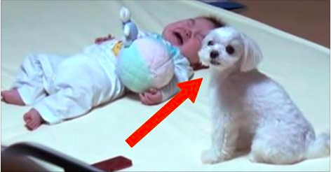 Quand ce chien entend le bébé hurler, ce qu’il fait a abasourdi les parents. La vidéo m’a fait mourir de rire!