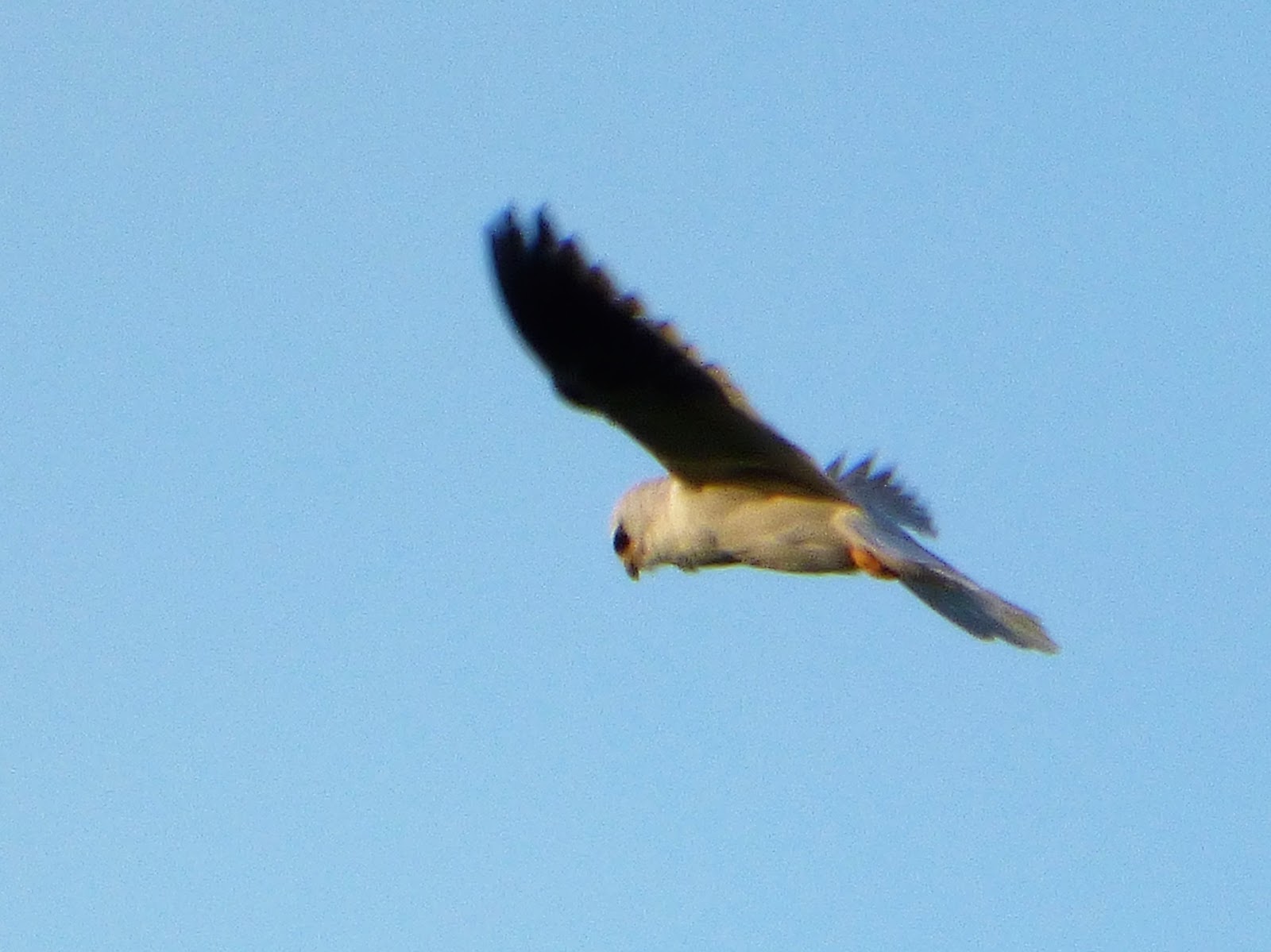 Geotripper's California Birds Whitetailed Kite on the Tuolumne River