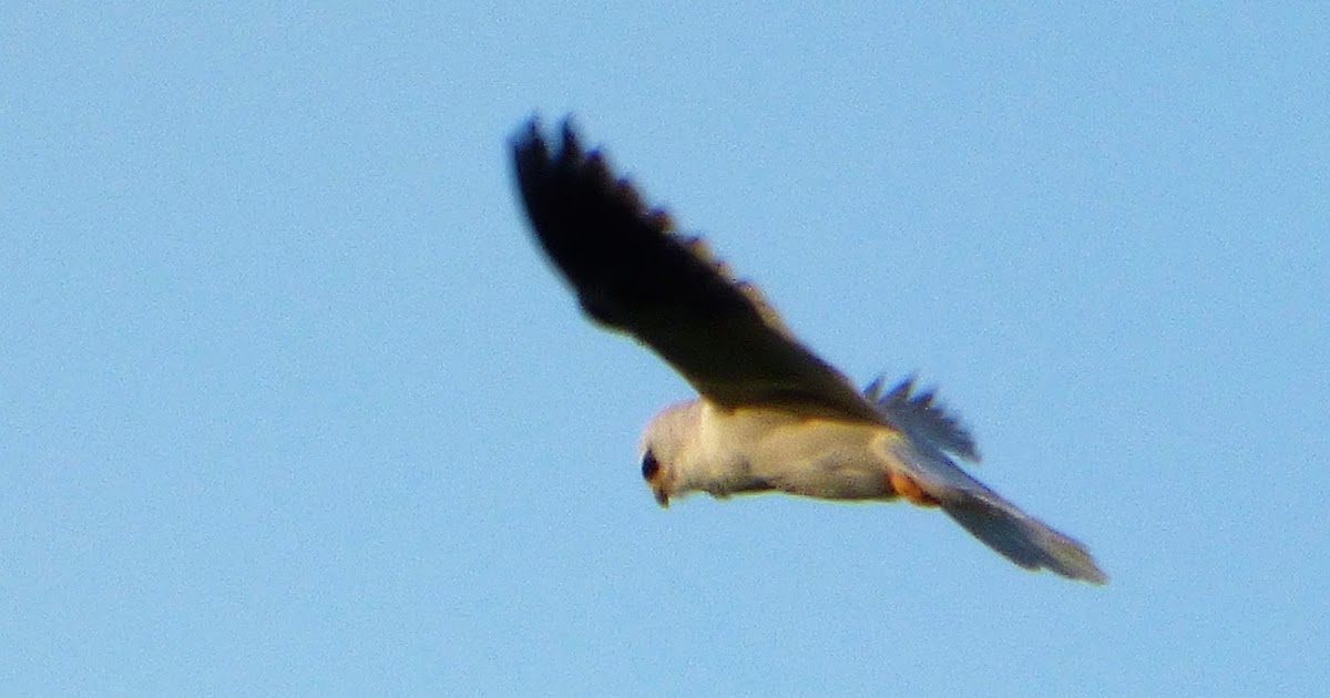 Geotripper's California Birds Whitetailed Kite on the Tuolumne River