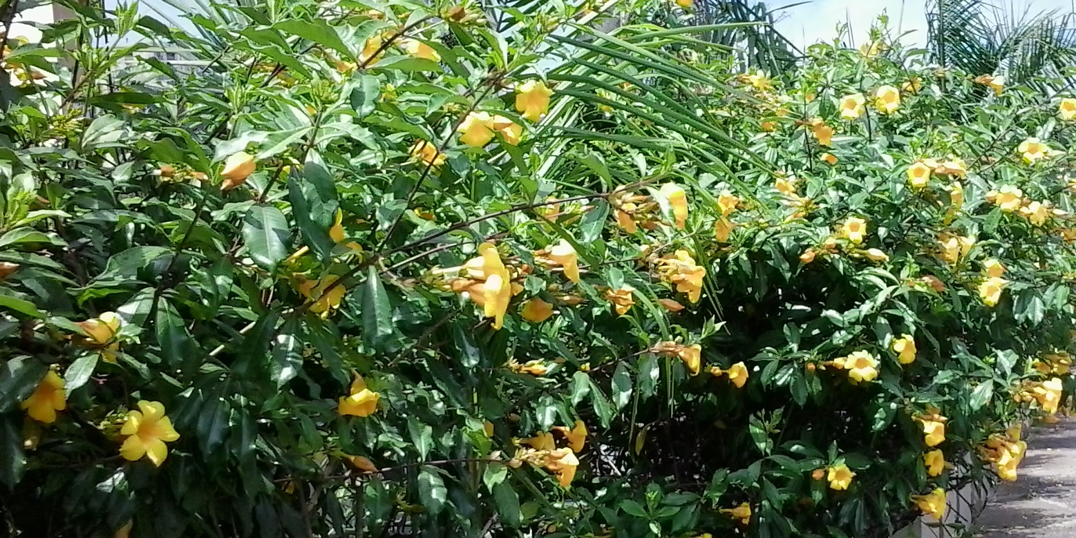 Cidadania Aplicada Moradores de Rua "Pousada" das Alamandas, das