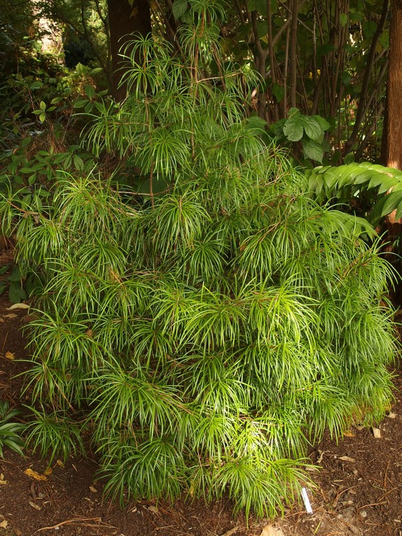Flora Wonder Blog Winter Propagation Sciadopitys Verticillata