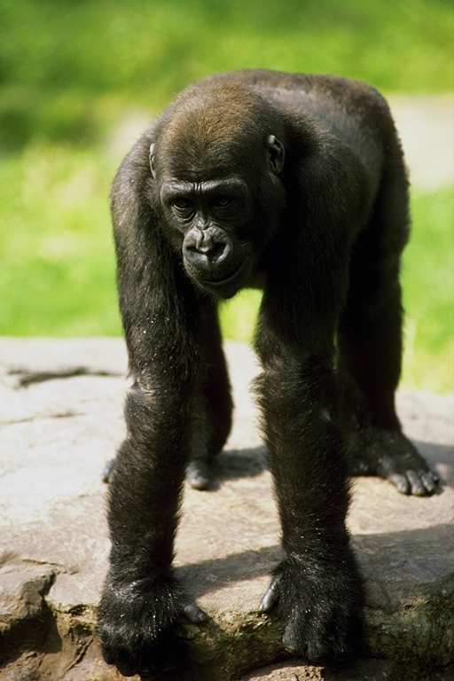 лапа гиббона. рука обезьяны как называется. сиаманг гиббон орангутанг горилла. черная коата. обезьяна капуцин южная америка-.