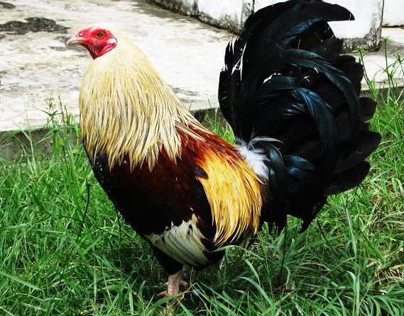 Gambar Ayam Filipina Petarung Yang Lincah | Gambar Foto Ayam Bangkok