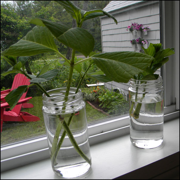 Albums 96+ Images how to root hydrangea cuttings in water Excellent