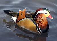 Anatra mandarina
