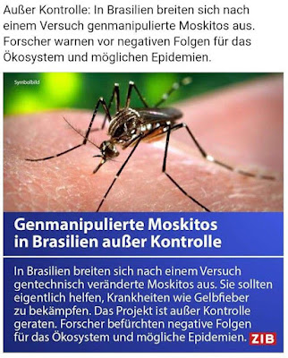 Gentech-Mücken breiten sich jetzt in Brasilien aus