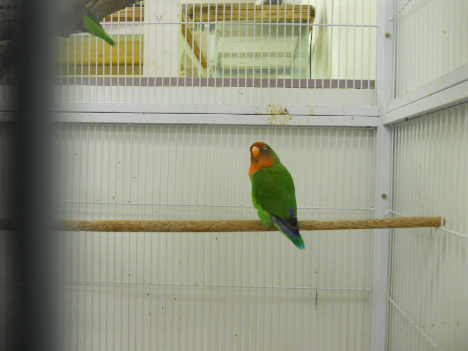 Homeschooling in Spokane Pet Shops Evergreen Pet