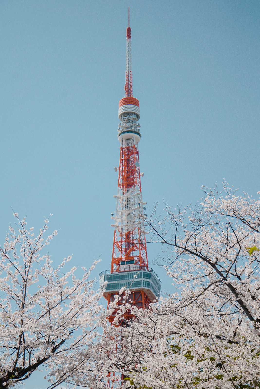 Tokyo Tower and cherry blossom, Tokyo's Not So Secret Cherry Blossoms Spots That You Might Not Know Of - Style and Travel Blogger Van Le (FOREVERVANNY.com)