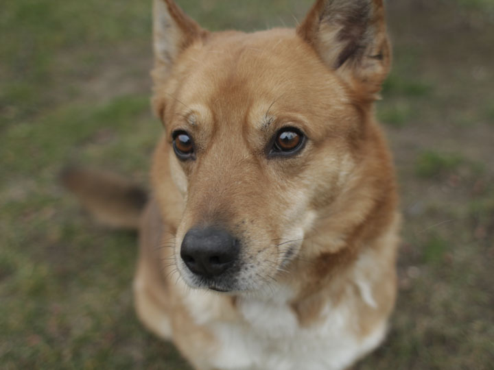 Dyson German Shepherd mix