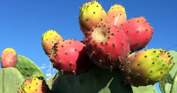 Higos chumbos (tunas)
