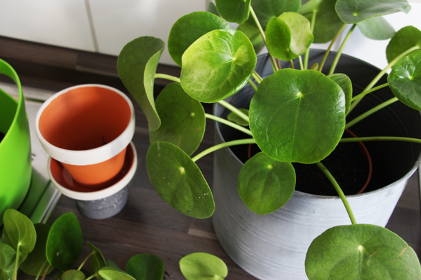 binedoro Blog, Pilea, Zimmerpflanze, Ableger, vermehren binedoro Blog, Pilea, Zimmerpflanze, Ableger, vermehren