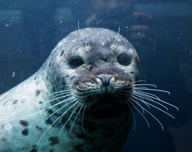 Hirtshals: 5 lohnenswerte Ausflugsziele. Ein Ausflug ins Nordsee-Ozeanarium Hirtshals, dem größten Aquarium Nord-Europas, lohnt sich auf jeden Fall, besonders mit Kindern!