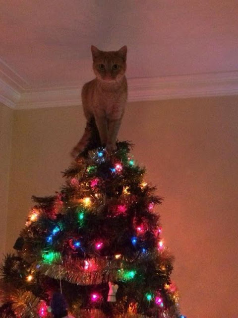 Inspirasi Pohon Natal Unik Ini Bikin Kamu Baper Jadi Pengen Buat Sendiri di Rumah!