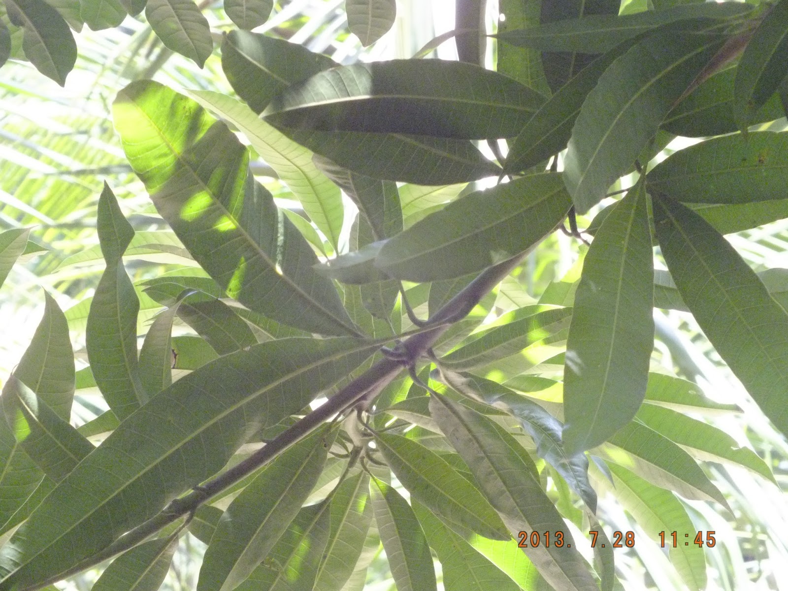 Photography with Dr. Ernie.: Plant/Tree, Miracle fruit, Crescentia ...