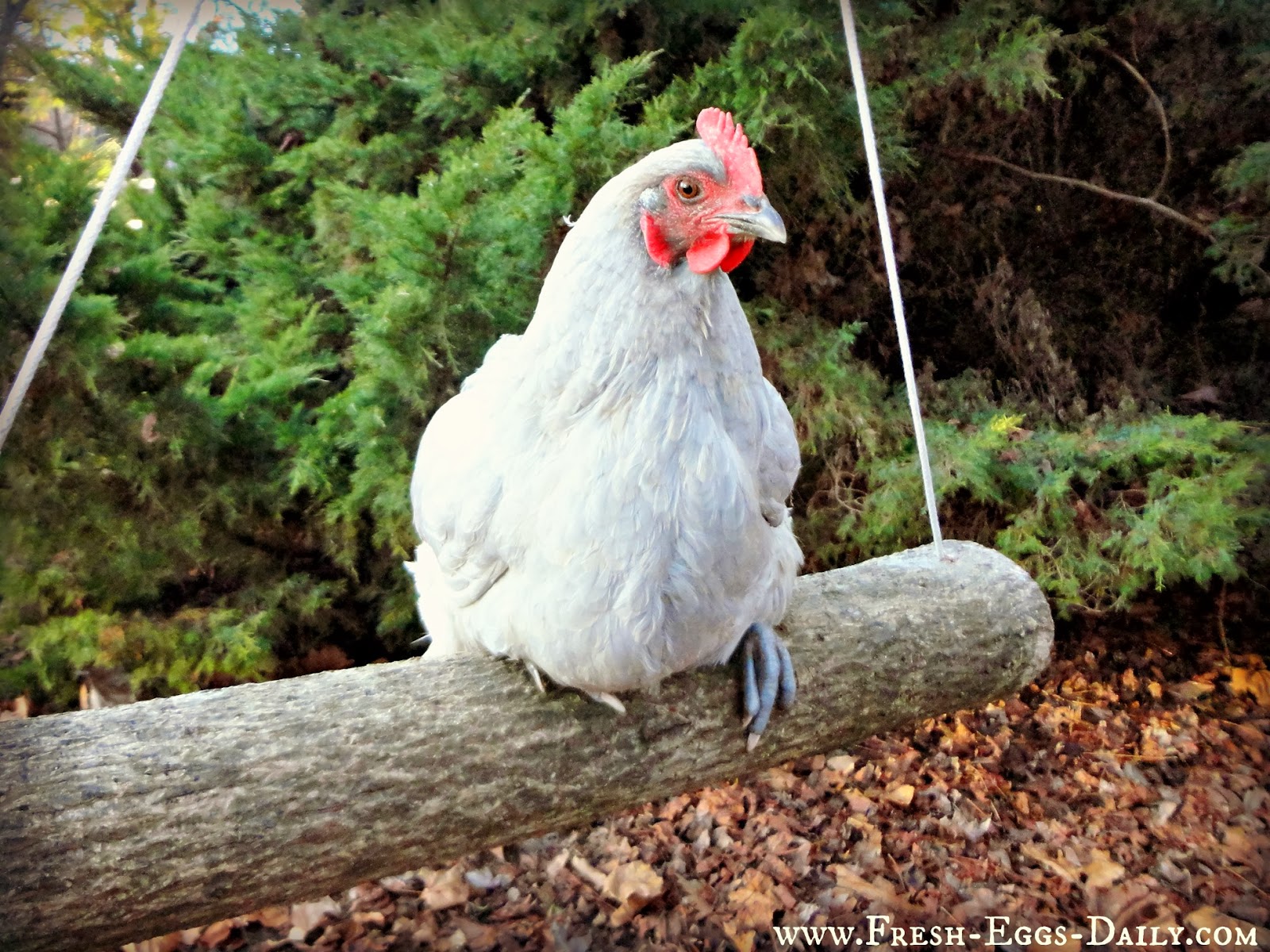 sloggers with chickens