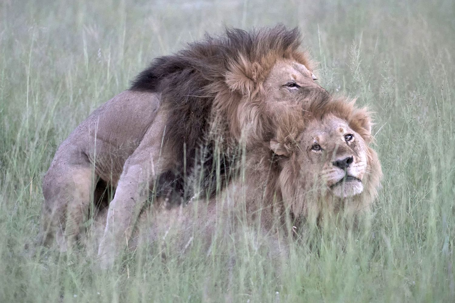Is this a picture of gay lions mating