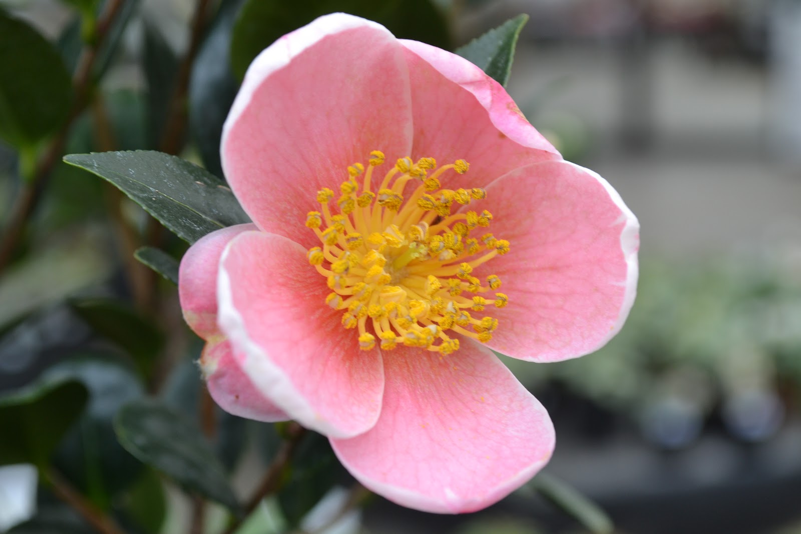 The Outlaw Gardener: Is your Camellia Sasanqua All Wet?