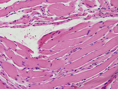 Lakdhesz: The Identifying Points For Histological Slides.