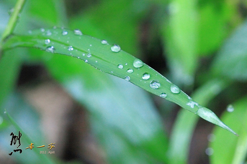 三峽賞螢下午茶|珍園|螢火蟲花園