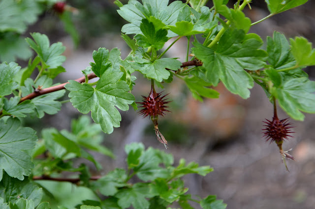 goose berry