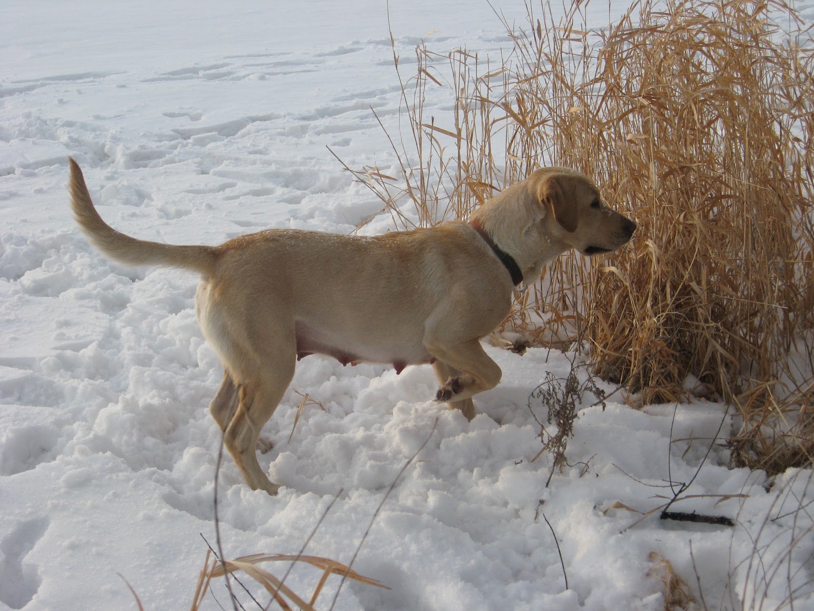 Rock Solid Pointing Labs: Females