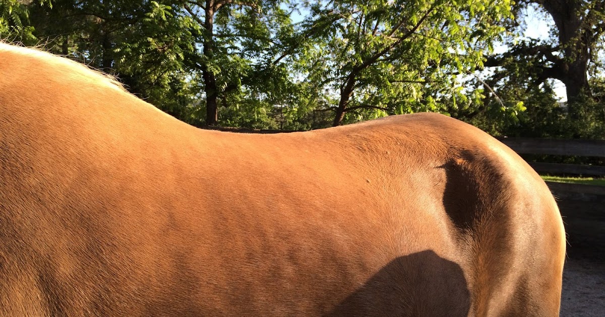 Fucking Pictures - Arse ass bum butt lift mare rear tail bum tail rear lift ass Arse butt mare
