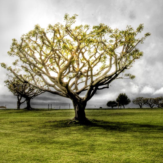 Beautiful and Mind Blowing Tree Pictures from Around the World
