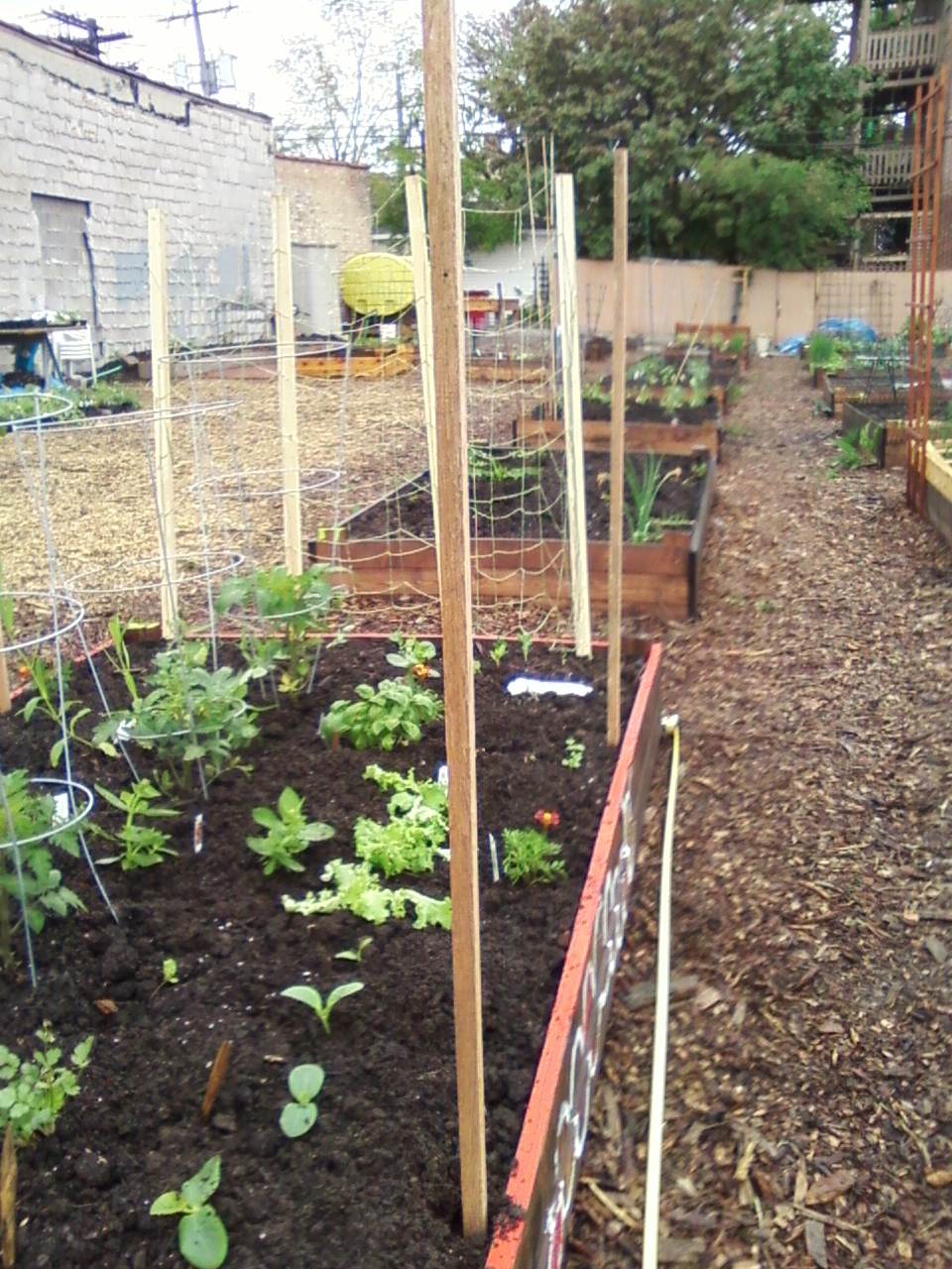 My 4X8 Building a rabbit proof fence (and a pea trellis)