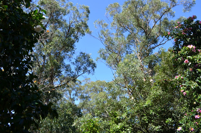 At the sides of the photograph are flowering plants like roses while there are native trees in the centre and background.