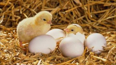 اخبار مفيدة | علماء ألمان germany يبتكرون تقنية تحدد جنس الكتكوت فى البيضة تجنبا لمذابح الديوك
