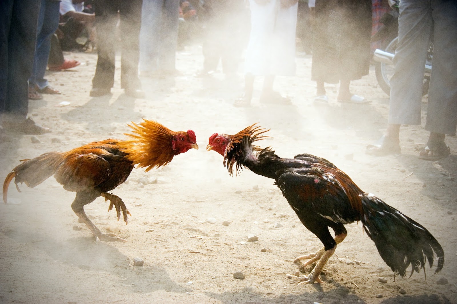 Cock Fighting Pictures 46