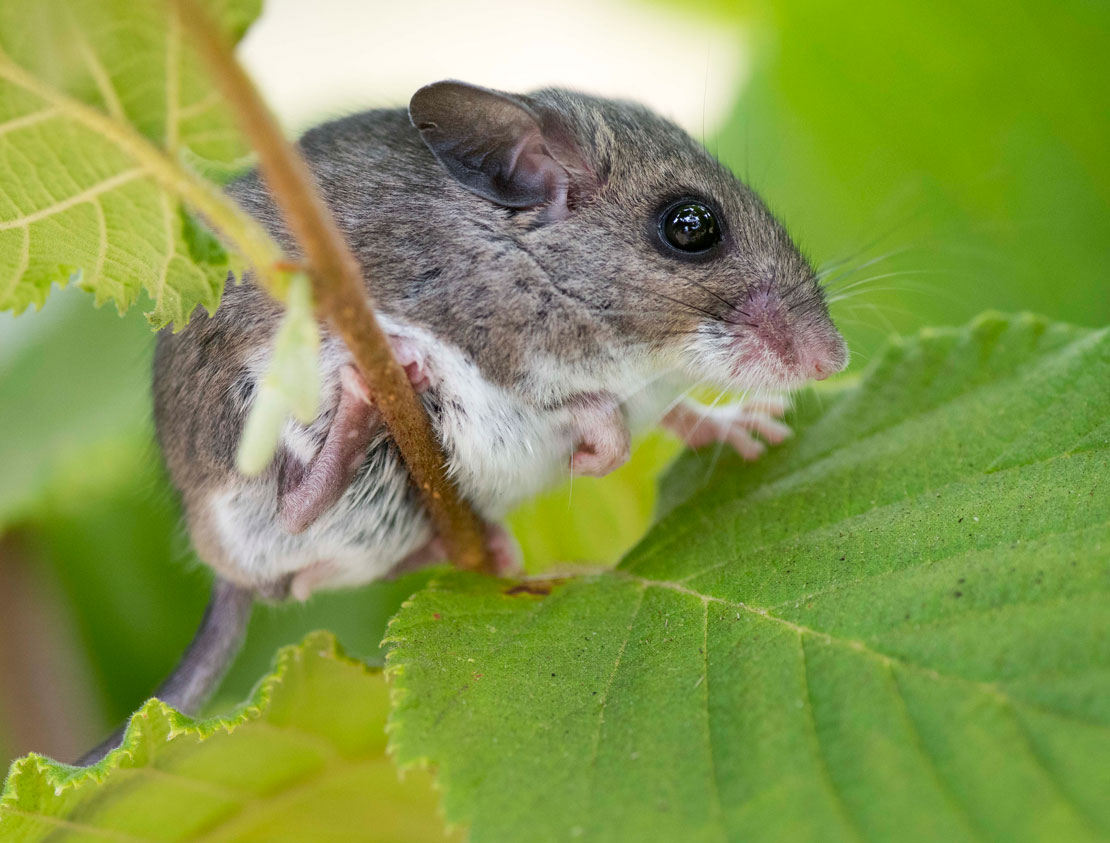 Robin Loznak Photography Cute little rodent