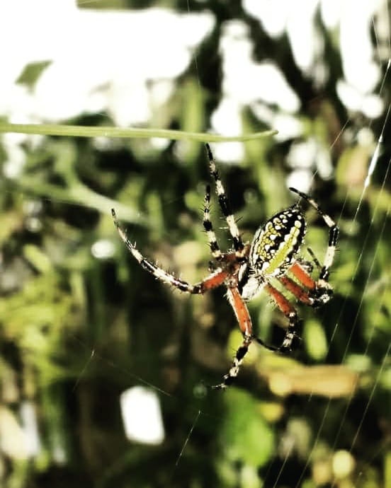 Lista 96+ Foto Araña Amarilla De