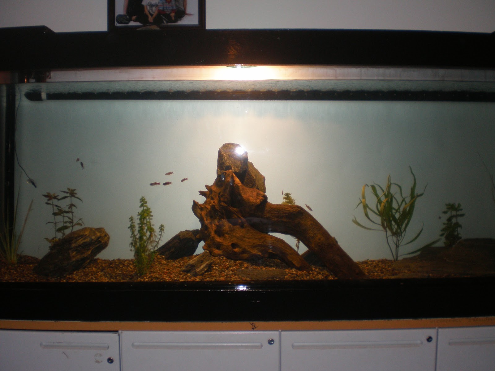 DIY Plywood Aquarium DIY Plywood Aquarium