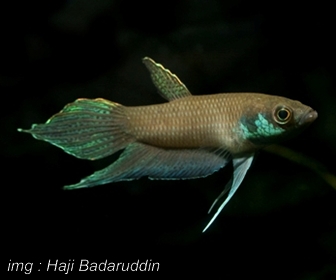 Jenis Ikan Cupang Spesies Betta Betta Lehi Jenis Ikan Cupang Spesies Betta Betta Lehi