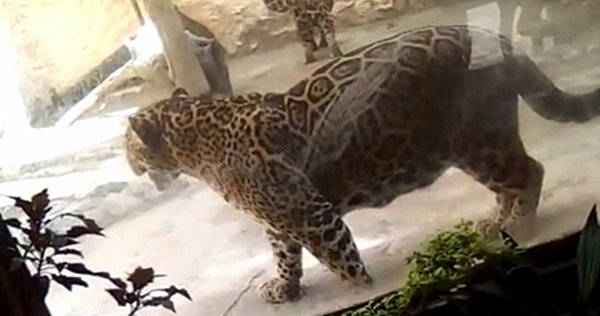 Jaguar en Zoológico Zoochilpan, Chilpancingo.
