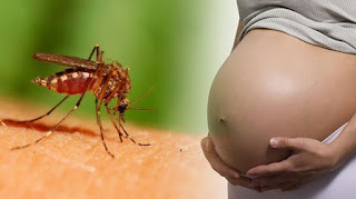 Alma Caipira - Olimpíadas 2016: Mais de 100 cientistas pedem que Olimpíada do Rio seja adiada ou transferida por causa do Zika Vírus Alma Caipira - Olimpíadas 2016: Mais de 100 cientistas pedem que Olimpíada do Rio seja adiada ou transferida por causa do Zika Vírus