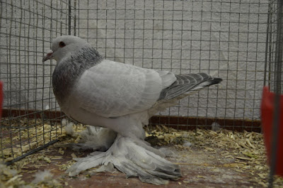 pigeons - color  - thuringian