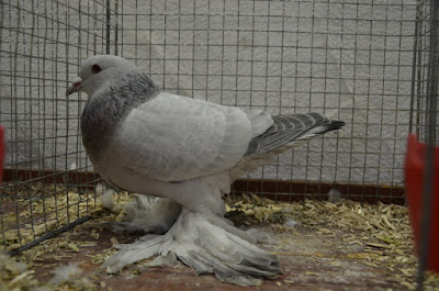 Thuringian Self pigeons - color - thuringian