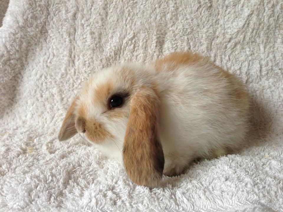 Serik İlan - Tavşan satılıktır yavru fiyat 40₺ -... | Facebook