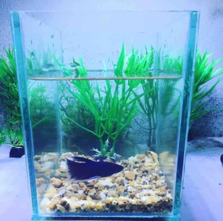 Top Choices of Betta Fish Bowl Size Image Top Choices of Betta Fish Bowl Size