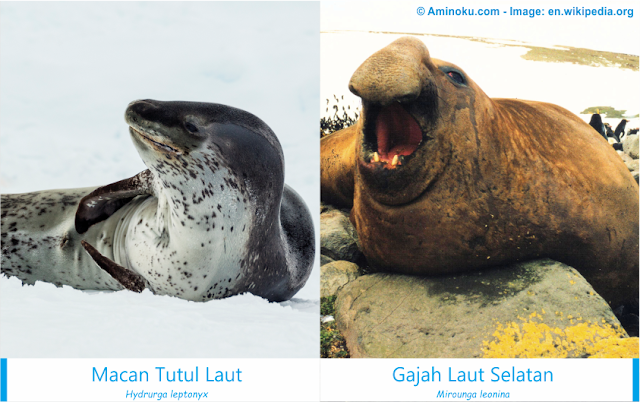 Perbedaan antara macan tutul laut dan gajah laut selatan Perbedaan antara macan tutul laut dan gajah laut selatan