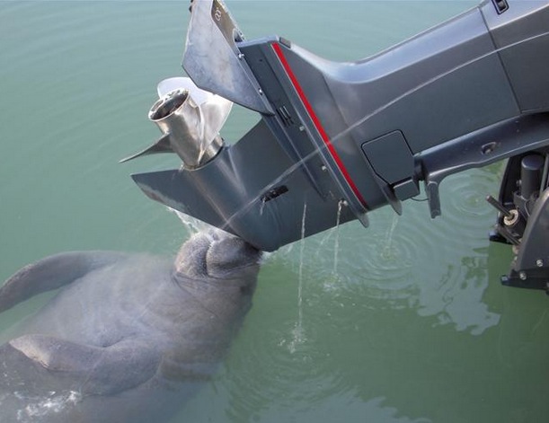 EYE ON MIAMI: Manatees Know Not What They Do. By Geniusofdespair