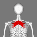 Serratus Posterior Superior