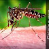 Obat Chikungunya Alami | Cara Menuntaskan Penyakit Chikungunya thumbnail