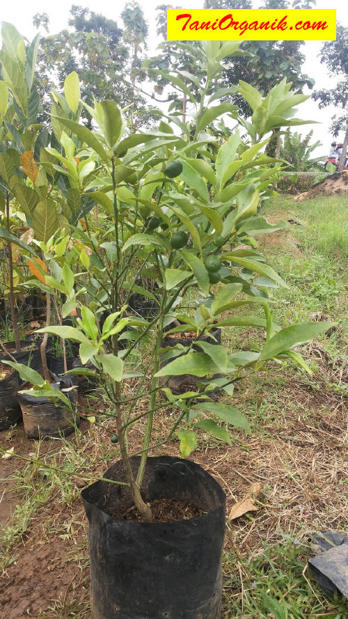 Jeruk nagami belajar berbuah. 1x aplikasi ZPT HORMONA