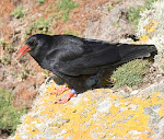 Cornish Chough Paper