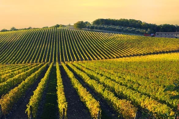 Erbaluce di Caluso vineyards and sunset